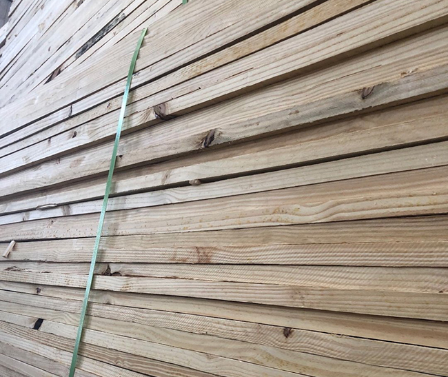 灵石巴西松